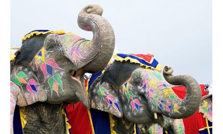 L’éléphant, à la fois vénéré et redouté au Sri-Lanka