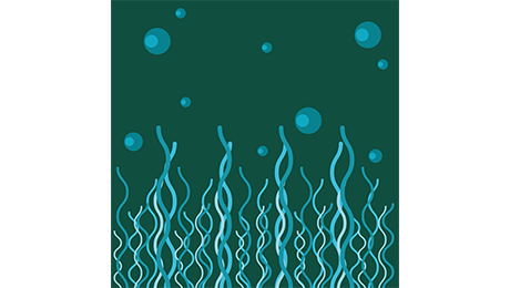 Sous la mer, la forêt