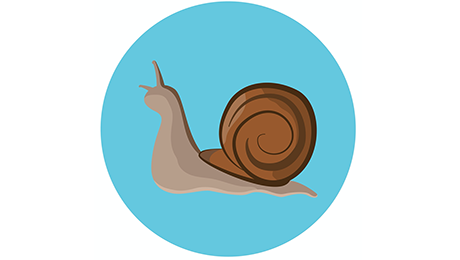 Jeremy, l’escargot gaucher