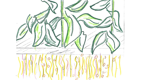 Traire les plantes