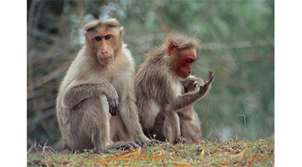 Distanciation physique : les animaux aussi