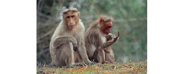 Distanciation physique : les animaux aussi