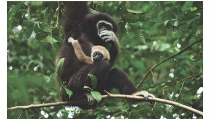 Retour à la jungle pour les gibbons de Thaïlande