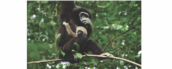 Retour à la jungle pour les gibbons de Thaïlande