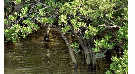 Les mangroves conquièrent de nouveaux territoires