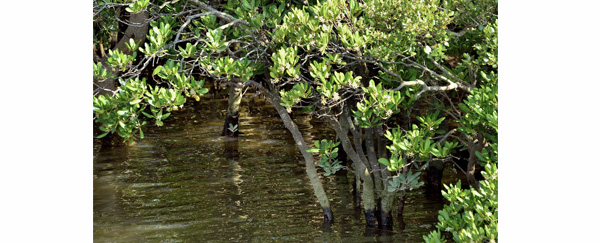 Les mangroves conquièrent de nouveaux territoires