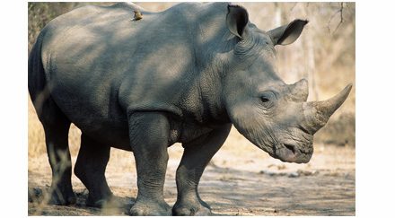 La Banque mondiale au secours des rhinocéros