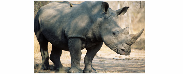 La Banque mondiale au secours des rhinocéros