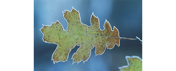 La notion de « nature lag »