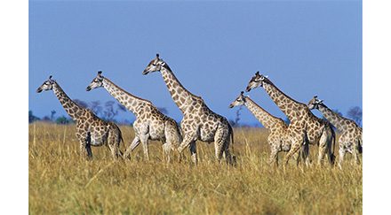 Les girafes sont sociables