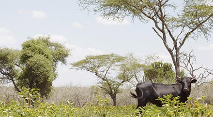 Les arbres ressuscités du Ghana