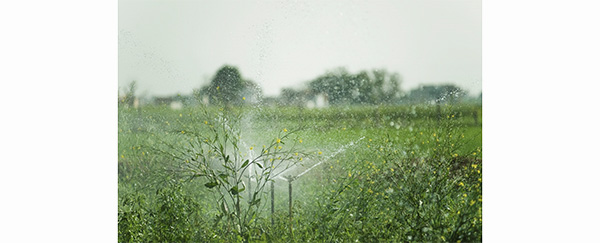 Polémique autour de l’eau dans le Marais poitevin