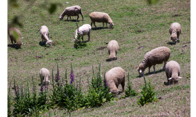 Le plus écologique des désherbants : les brebis