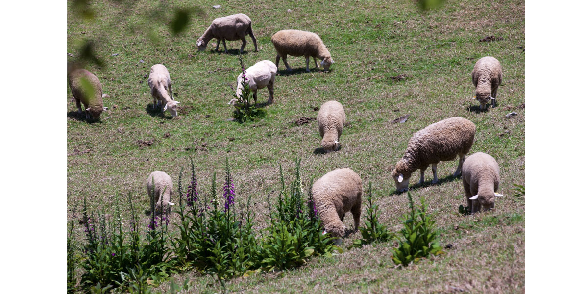 Le plus écologique des désherbants : les brebis