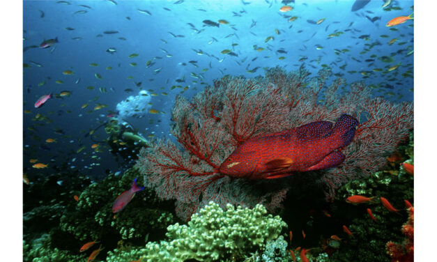 La mer nourricière