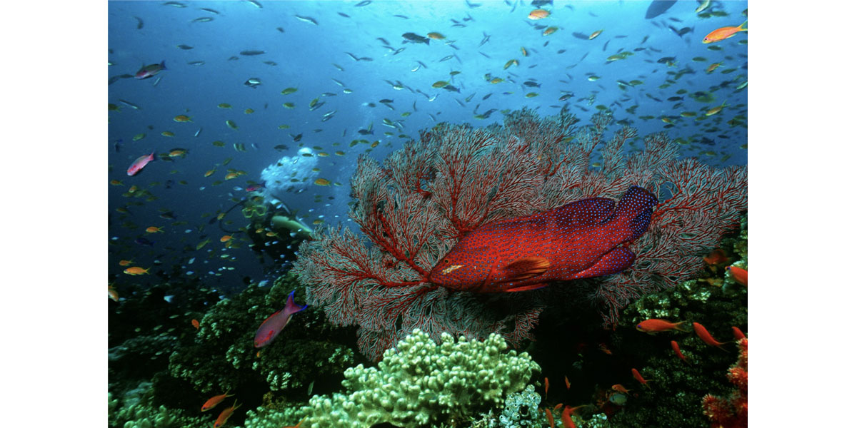 La mer nourricière