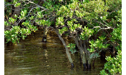 Elles plantent des palétuviers pour reconstituer leur mangrove