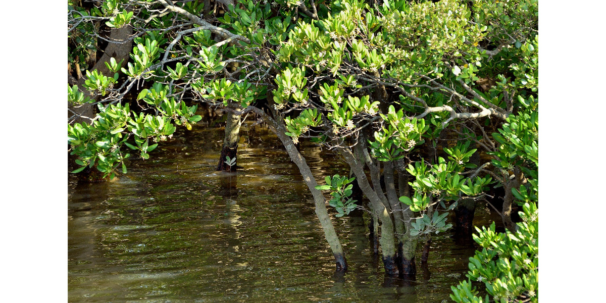 Elles plantent des palétuviers pour reconstituer leur mangrove