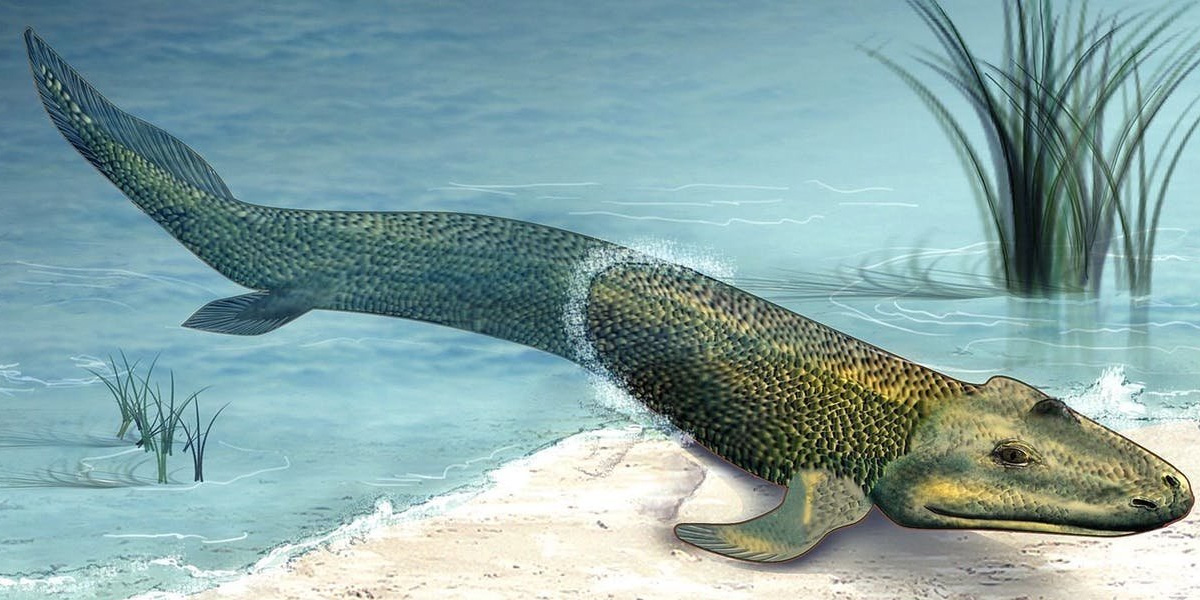 La faute au Tiktaalik