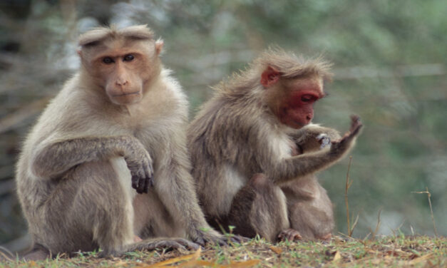 Une retraite pour des animaux de laboratoire