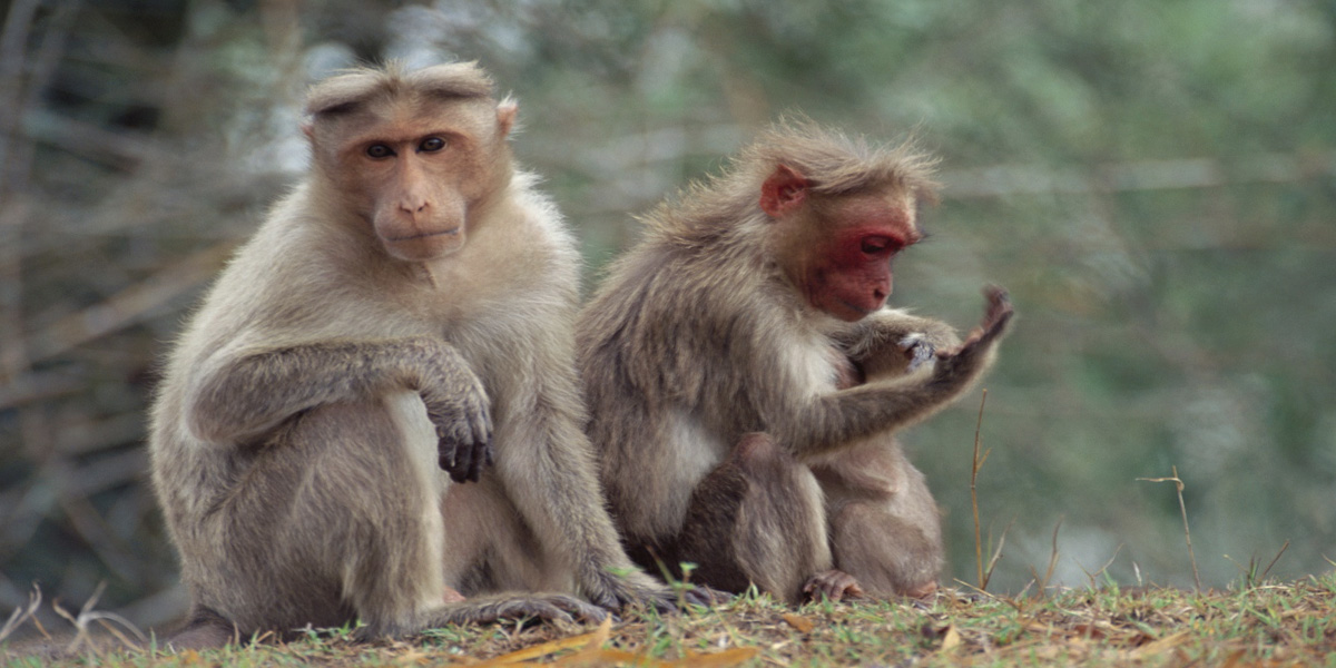 Une retraite pour des animaux de laboratoire