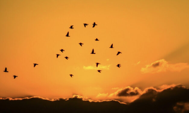 Enseigner aux oiseaux le chemin de la migration