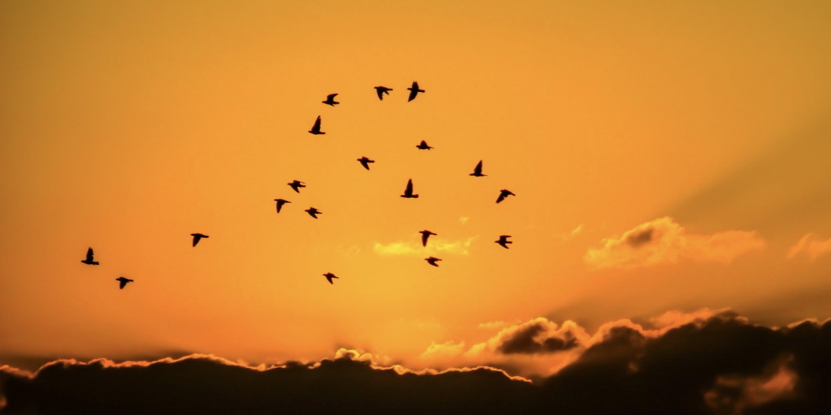 Enseigner aux oiseaux le chemin de la migration