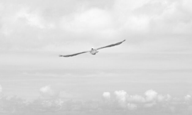 Les voix de la mer : le GPS des albatros