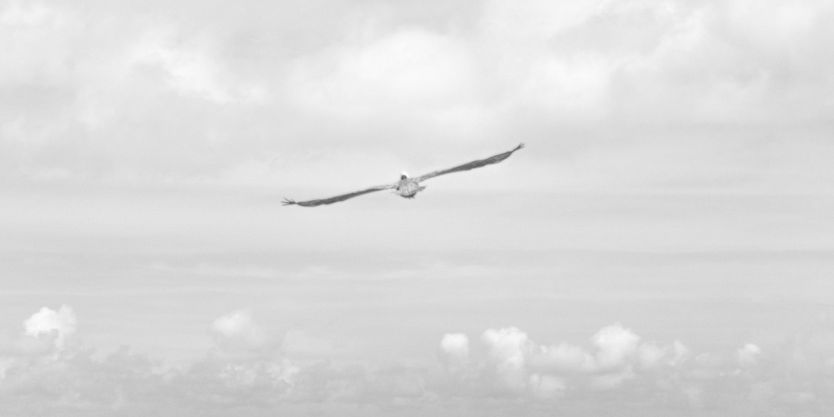Les voix de la mer : le GPS des albatros