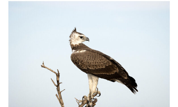 Signal d’alarme pour les rapaces d’Afrique