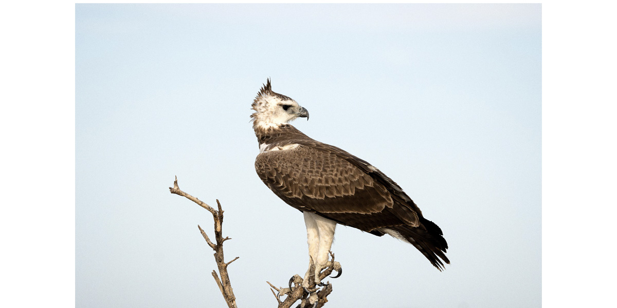 Signal d’alarme pour les rapaces d’Afrique